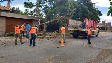 Por el viento, gran cantidad de ramas y árboles a punto de caer
