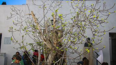 Video: la higuera, el gran legado de Doña Paula