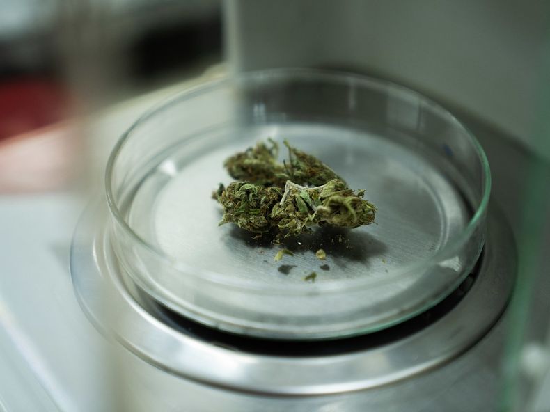En el laboratorio de control de calidad del INTA se realizan tareas relativas al servicio de determinación de cannabinoides en las matrices derivadas del cannabis.