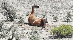 Sin turistas alrededor, nació un guanaco en pleno parque Ischigualasto