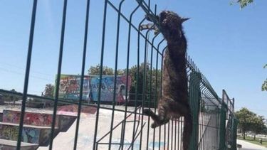 Atroz: apareció una gatita clavada en las rejas del Skate Park