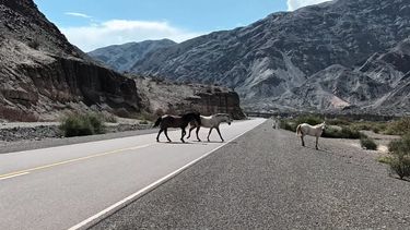 Un reconocido taxista, otra vez víctima de caballos sueltos en el camino a Calingasta