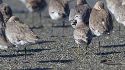 La gripe aviar llegó a especies de la Antártida.