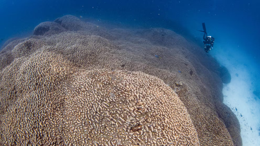 Los científicos se llevaron una enorme sorpresa al hallar el coral más grande del mundo.