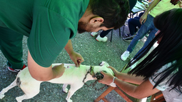 Los detalles de la tarea de esterilización de mascotas llevada a cabo por Ambiente en San Juan.