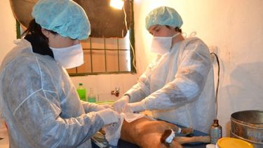 Chequeá el programa de esterilización de mascotas de este mes