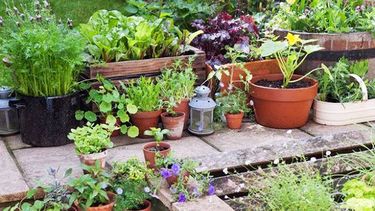 Tendencias para embellecer tu jardín