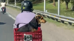 Un perrito viajó en moto por la Circunvalación y enamoró a las redes: Salió laburo, Boby