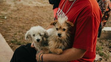 Continúa la atención gratuita para esterilización de perros y gatos: mirá dónde estarán