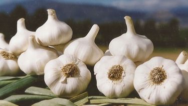 El Gobierno brinda créditos para la cosecha de ajo a una tasa anual del 9%