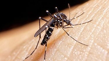 El otro virus: alarmante escalada de los casos de dengue en San Juan