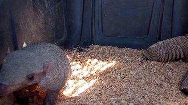 Ambiente liberó en distintas zonas de San Juan a reptiles, aves y mamíferos, luego de ser rehabilitados.