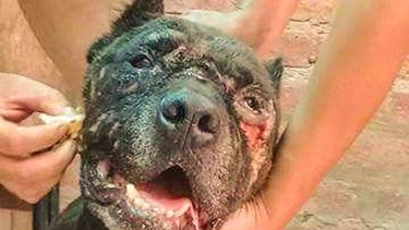 Murió Owen, un pitbull rescatado del mundo de las peleas