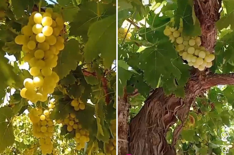 La uva Superior, sin semilla y de maduración temprana, alcanzó valores cercanos a los $1.000 por kilo y se posiciona como la excepción positiva de la temporada en San Juan.