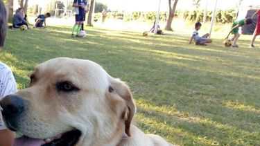 La intensa búsqueda de un labrador que guarda una conmovedora historia detrás