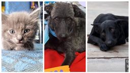 Dos perritos y cinco gatitas que buscan adopción responsable en San Juan