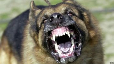 Cómo prevenir la rabia: qué hacer si un perro o un gato te muerde