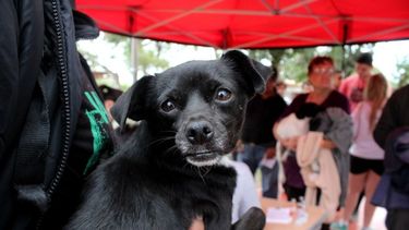 Atención vecinos de Rawson: llega el quirófano móvil de mascotas