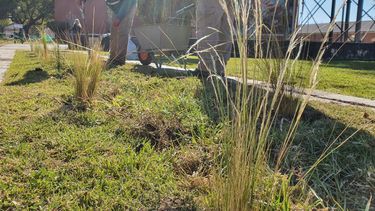 Un ícono local renovó su espacio verde con especies nativas producidas en el Parque de la Biodiversidad