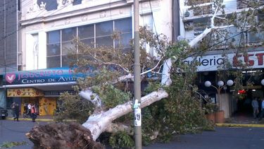 Un árbol cayó en la Plaza 25 de Mayo