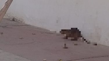 ¿Un pejelagarto o el chupacabras? revuelo en 25 de Mayo por un extraño animal que persigue a los perros