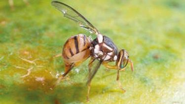 Un millón de hectáreas bajo control para combatir la mosca de los frutos