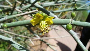 Imperdible campaña: en el Parque de la Biodiversidad obsequian la flor provincial a escuelas sanjuaninas