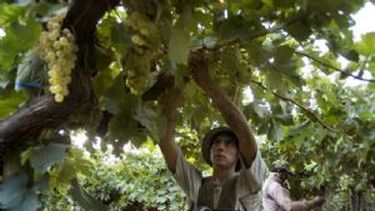 La Corte Suprema declaró prescripta la deuda de productores sanjuaninos