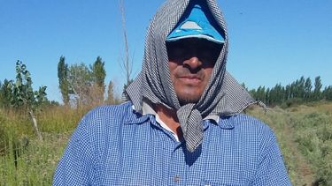 ¡Qué grandes!: mirá el tamaño de las primeras sandías de Sarmiento