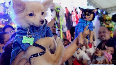 Capital hará un curioso evento para celebrar a las mascotas: qué es
