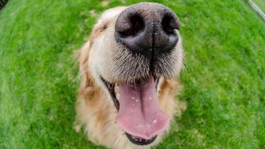 Equinococosis quística o hidatidosis: la enfermedad silenciosa que se transmite desde los perros