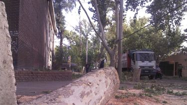 Lo que el viento trajo: Caída de árboles, cortes de luz y varios incendios