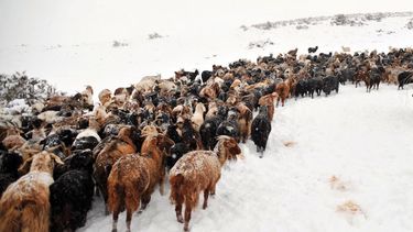 Crianceros chilenos quedaron atrapados por el temporal