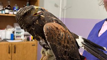 Piden ayuda para salvar a un gavilán rescatado en una obra en construcción en San Juan