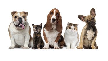 Chimbas: cronograma Quirófano Móvil Municipal