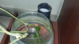 Los sensores con los que el Ministerio de Salud censa el mosquito del dengue en San Juan se colocan en distintas viviendas de la provincia.