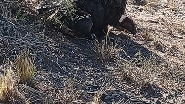 Encontraron un cóndor envenenado camino a Pedernal