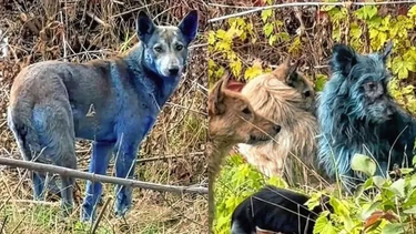 Intriga en Chernobyl: hallan perros con un inusual pelaje azul en la zona de exclusión