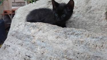 Si tenés gatitos para regalar, no lo hagas todavía