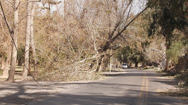 Llegó el Zonda: Hay ramas caídas y algunos incendios