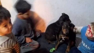 Indignación y escrache contra personas que abandonaron cachorros