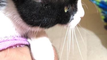 Chimbas: una familia encontró a su gato con un balín de aire comprimido incrustado en la cabeza