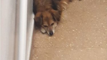 La histora de Yoli, la guardiana que custodia la Comisaría Segunda hace 15 años