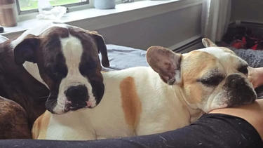 Héroe de cuatro patas: un perro le salvó la vida otro y quedó filmado en las cámaras de seguridad