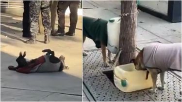 Una turista, sorprendida por los perros callejeros de la Peatonal sanjuanina: Tienen capitas, comida, agua y cuchitas