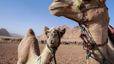 A días del Mundial, un peligroso virus ataca en Qatar