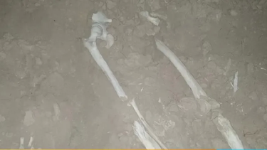 Creen que los huesos hallados en Zonda son humanos y tendrían unos 50 años