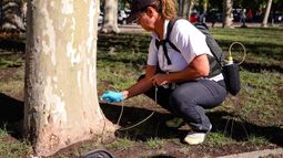 Capital implementó un nuevo tratamiento para cuidar y potenciar la vida de los árboles.