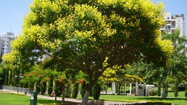 Capital: buscan renovar el 62% de 5732 árboles censados