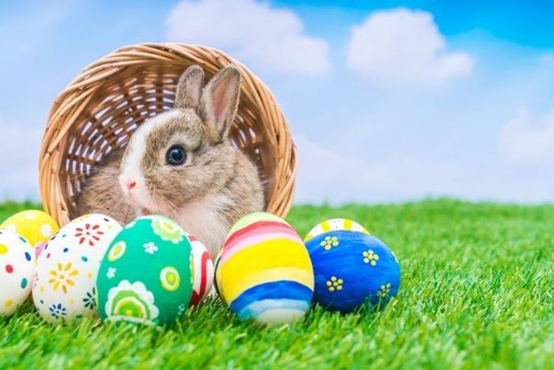 La verdadera historia detrás del conejo y los huevos de Pascua
